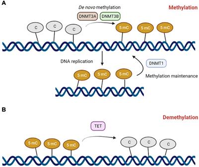 Epigenetics of Male Infertility: The Role of DNA Methylation